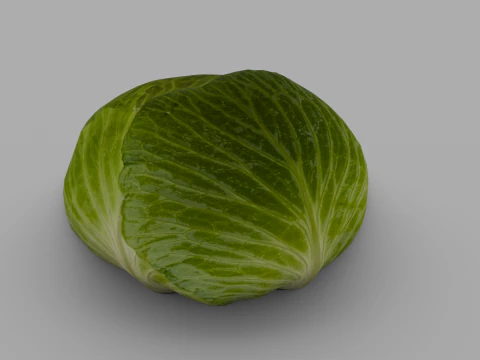 Cabbage 3D Model