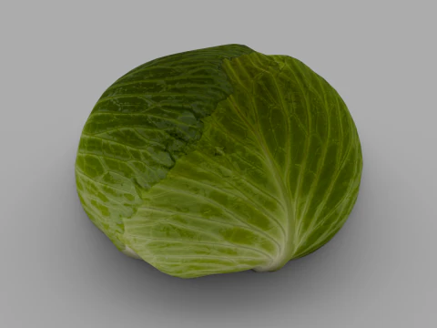 Cabbage 3D Model
