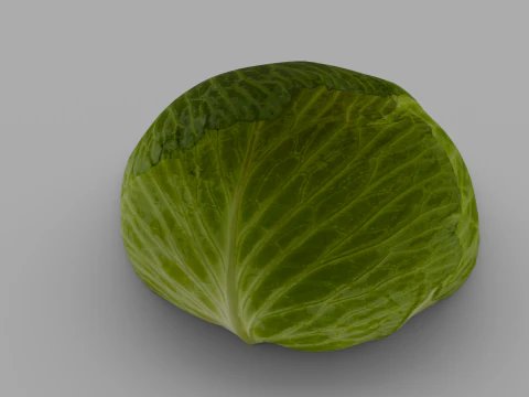 Cabbage 3D Model