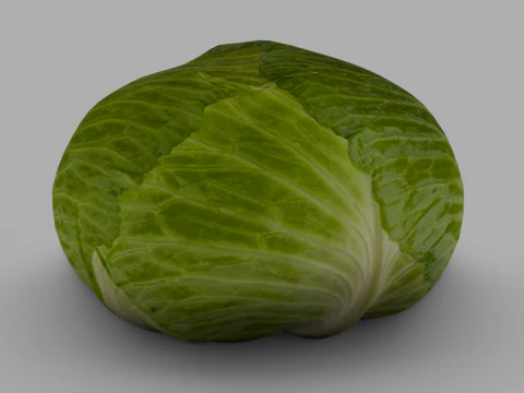 Cabbage 3D Model