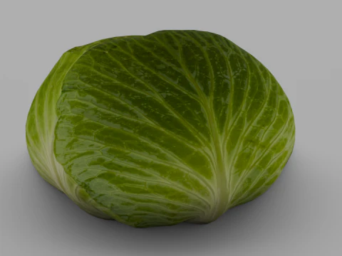 Cabbage 3D Model