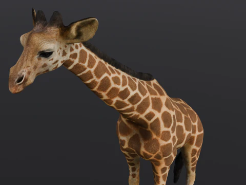 Giraffe 3D Model
