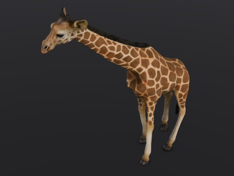 Giraffe 3D-Modell