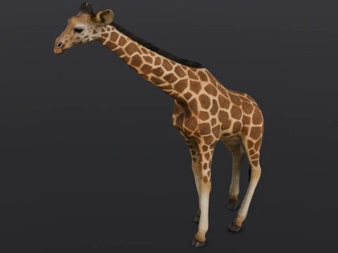 Giraffe 3D Model
