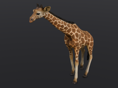 Giraffe 3D-Modell