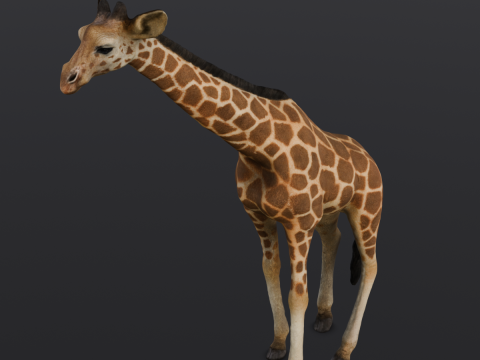 Giraffe 3D-Modell