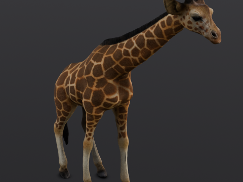Giraffe 3D-Modell