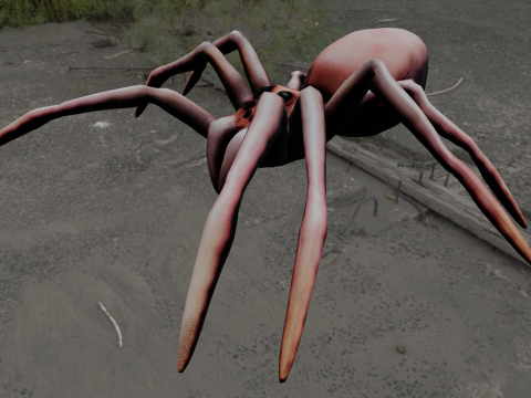 Spider Animated 3D Model