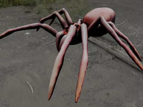 Spider Animated 3D Model