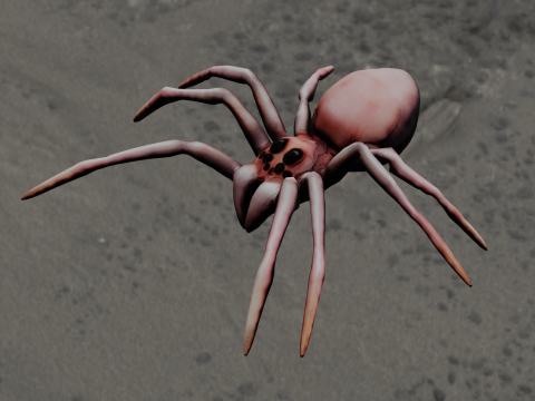 Spider Animated 3D Model