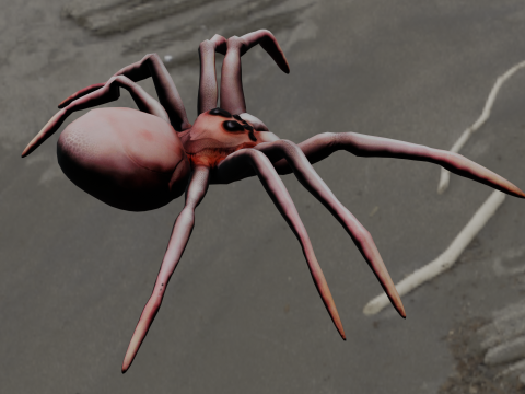 Spider Animated 3D Model