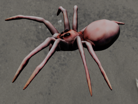 Spider Animated 3D Model