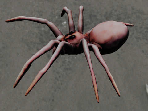 Spider Animated 3D Model