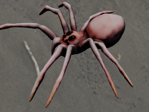 Spider Animated 3D Model