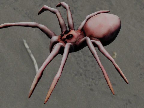 Spider Animated 3D Model