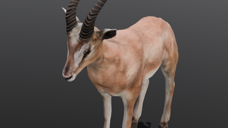 Goat Animated Modello 3D .c4d .max .obj .3ds .fbx .stl .blend 