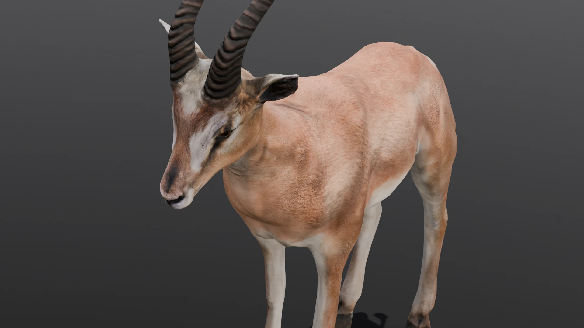 Goat Animated 3D Model .c4d .max .obj .3ds .fbx .stl .blend