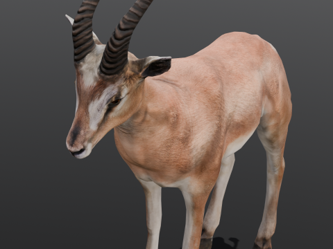 Goat Animated 3D मॉडल