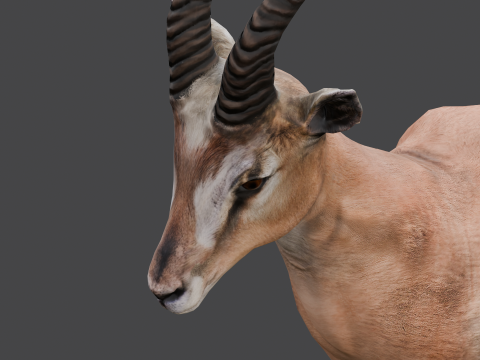 Goat Animated Modello 3D