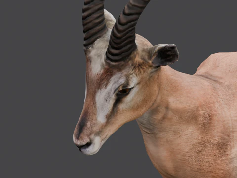 Goat Animated 3D Model