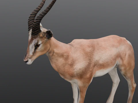 Goat Animated 3D Model