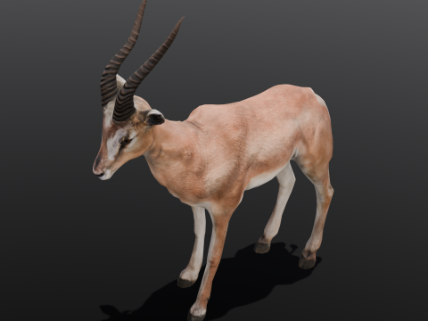 Goat Animated Modello 3D