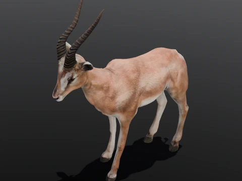 Goat Animated 3D Model