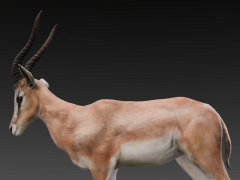 Goat Animated Modello 3D