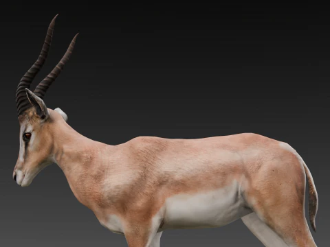 Goat Animated 3D Model