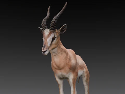 Goat Animated 3D Model