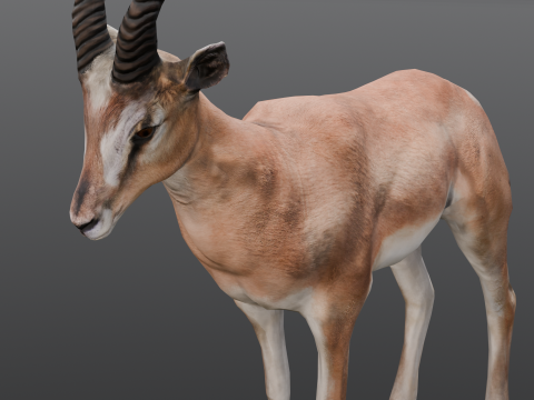 Goat Animated Modello 3D
