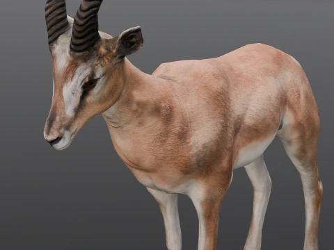 Goat Animated 3D Model