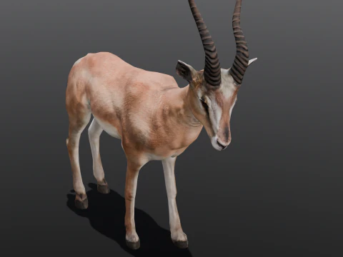 Goat Animated 3D Model
