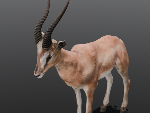 Goat Animated Modello 3D