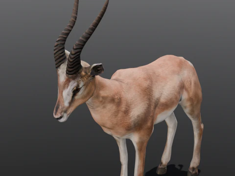 Goat Animated 3D Model