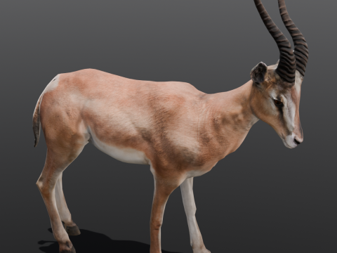 Goat Animated Modello 3D