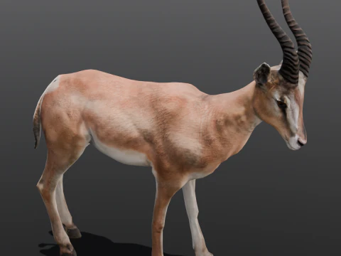 Goat Animated 3D Model