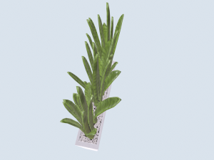 Pike tail pot-plant 3D Model