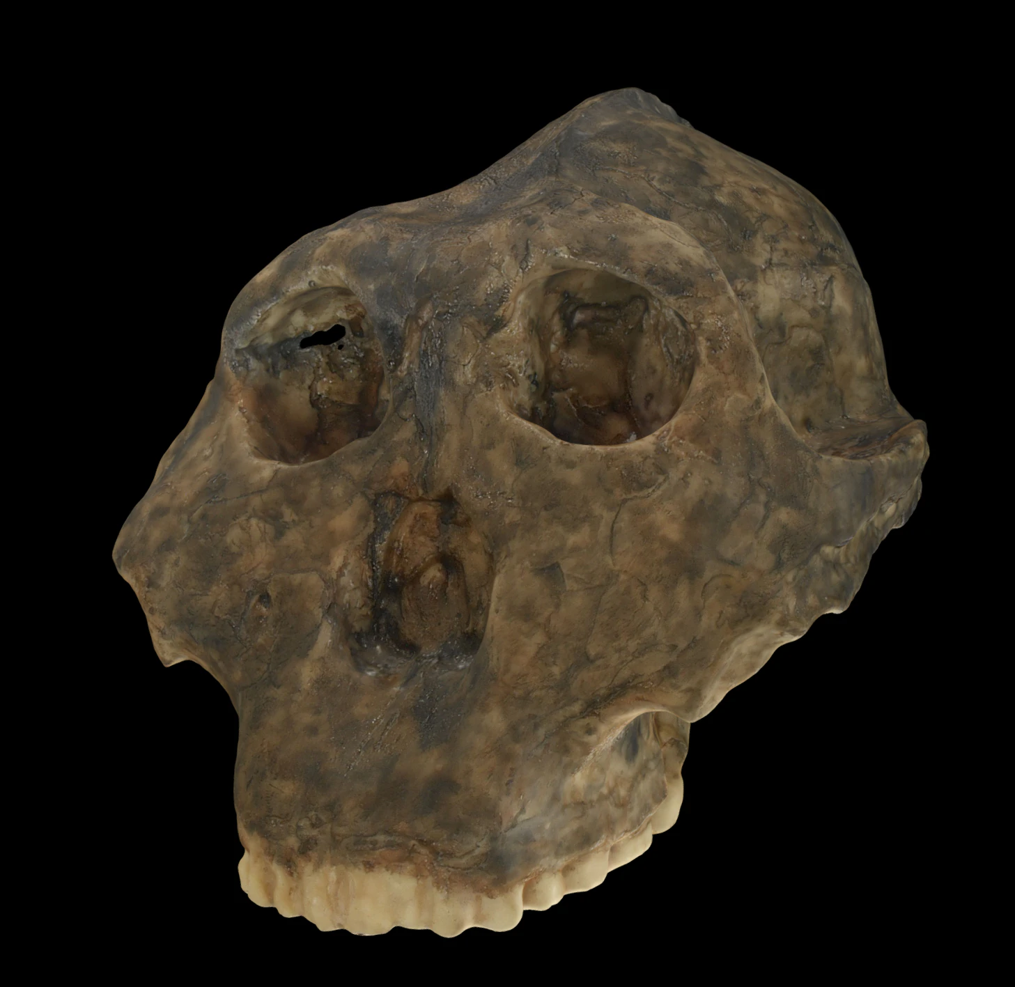 Australopithecus robustus skull 3D Model .c4d .max .obj .3ds .fbx .stl .blend 