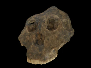 Череп австралопитека робустуса 3D Модель