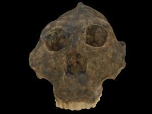 Australopithecus robustus skull 3D Model