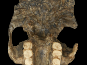 Australopithecus robustus skull Modello 3D