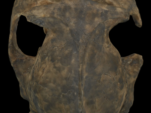 Australopithecus robustus skull Modello 3D