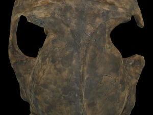 Australopithecus robustus skull 3D Model