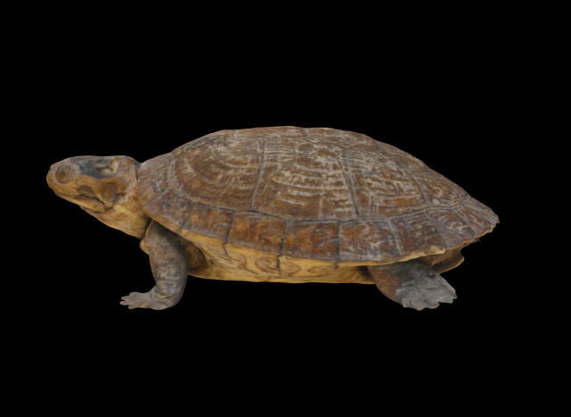 Turtle Modello 3D .c4d .max .obj .3ds .fbx .stl .blend 