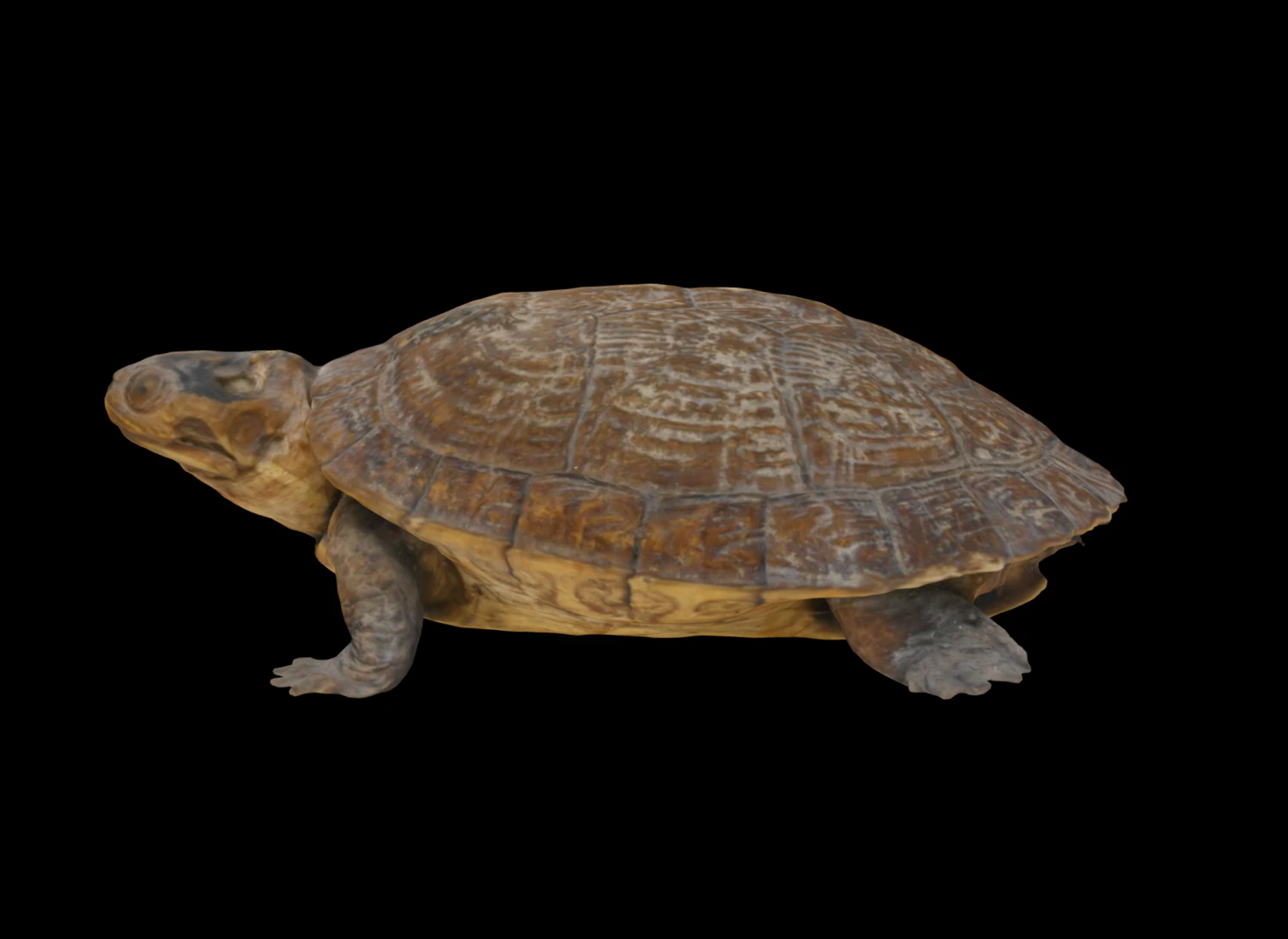 Penyu Model 3D .c4d .max .obj .3ds .fbx .stl .blend 