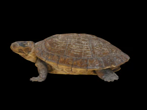 カメ 3Dモデル