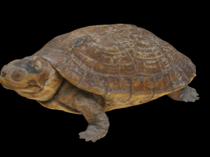Turtle Modello 3D