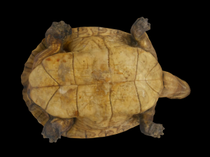 Turtle Modello 3D
