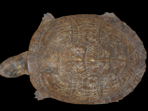 Turtle Modello 3D